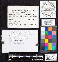 Gloeophyllum sepiarium image