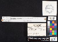 Gloeophyllum sepiarium image