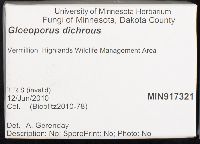 Gloeoporus dichrous image