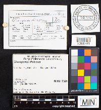 Gloeoporus dichrous image