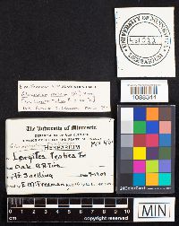 Gloeophyllum trabeum image