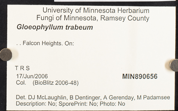 Gloeophyllum trabeum image