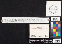 Gloeophyllum trabeum image