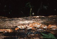 Gloeophyllum trabeum image