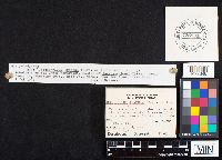 Gloeophyllum trabeum image