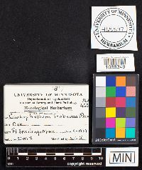 Gloeophyllum trabeum image