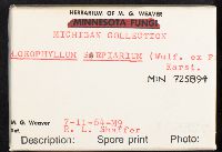 Gloeophyllum sepiarium image