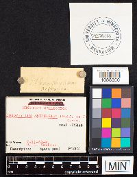 Gloeophyllum sepiarium image