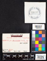 Gloeophyllum sepiarium image