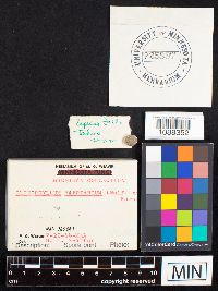 Gloeophyllum sepiarium image