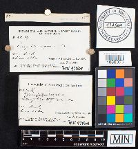 Gloeophyllum sepiarium image