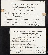 Gloeophyllum sepiarium image