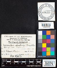 Gloeophyllum sepiarium image