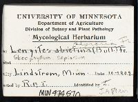 Gloeophyllum sepiarium image