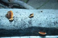 Gloeophyllum sepiarium image