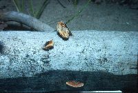 Gloeophyllum sepiarium image