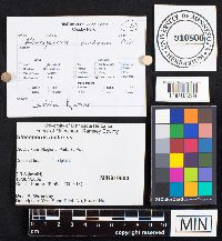 Gloeoporus dichrous image