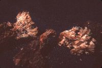 Gloiodon strigosus image