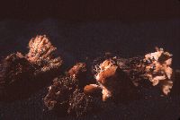 Gloiodon strigosus image