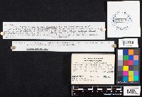 Gloiodon strigosus image