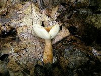 Gyroporus castaneus image
