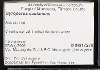 Gyroporus castaneus image
