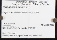 Gloeoporus dichrous image