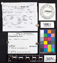 Gloeoporus dichrous image