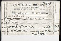 Gloeoporus dichrous image