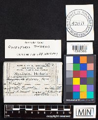 Gloeoporus dichrous image