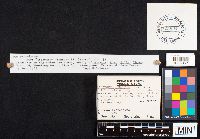 Gloeoporus dichrous image