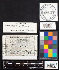 Gloeoporus dichrous image