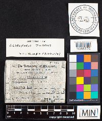 Gloeoporus dichrous image