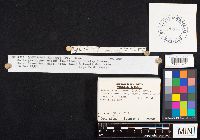 Gloeoporus dichrous image