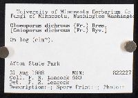 Gloeoporus dichrous image