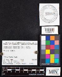 Gloeoporus dichrous image