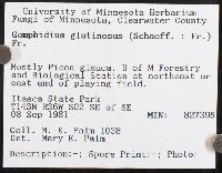 Gomphidius glutinosus image