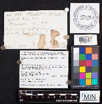 Gomphidius glutinosus image