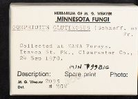 Gomphidius glutinosus image