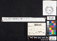 Gomphidius glutinosus image