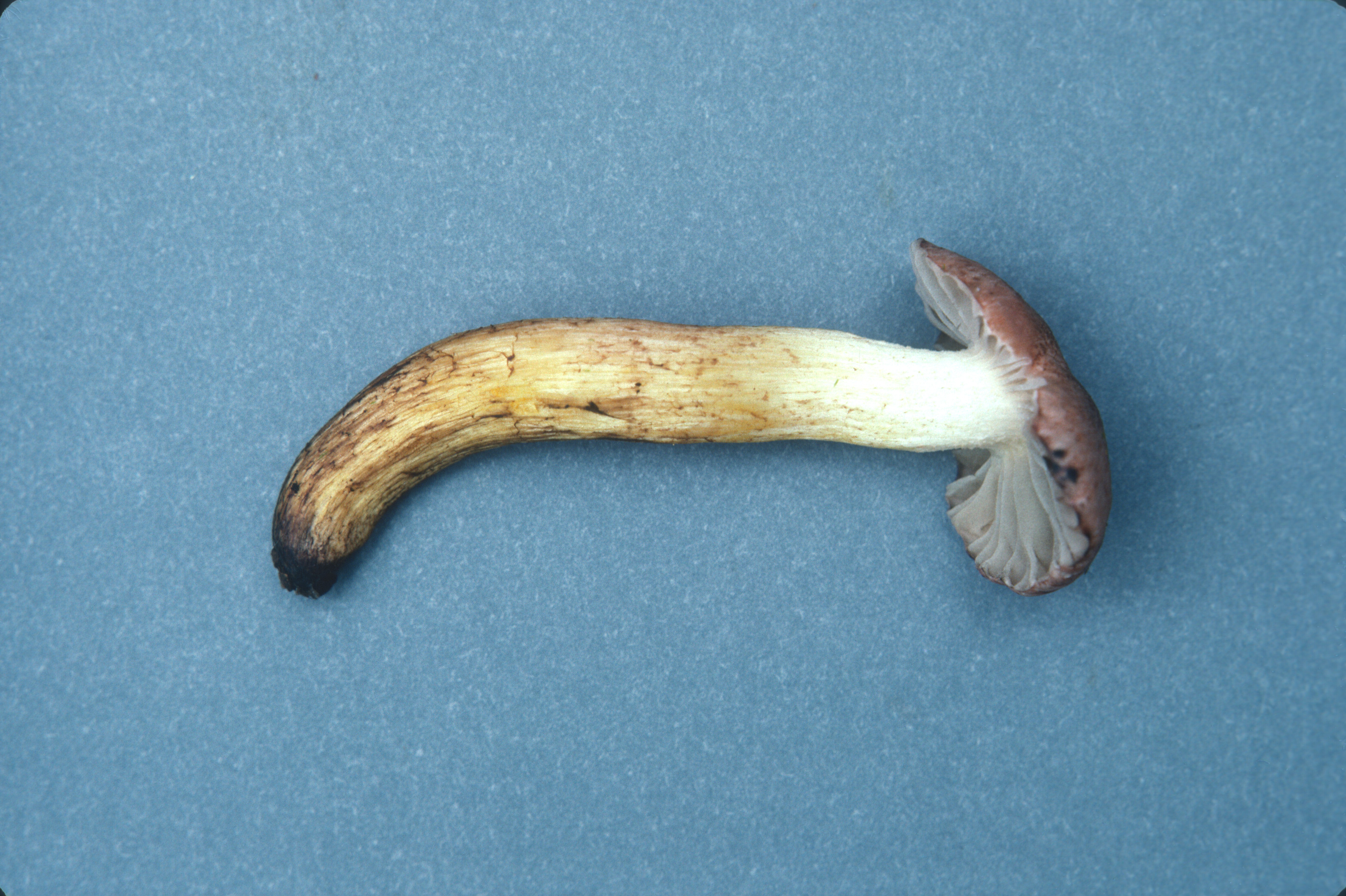 Chroogomphus flavipes image