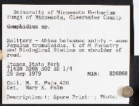 Boletus ferrugineus image