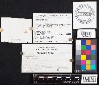 Media resource of Boletus spadiceus