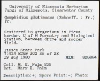 Gomphidius glutinosus image
