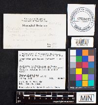 Gomphidius glutinosus image