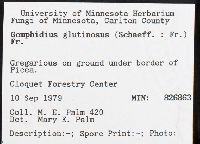 Gomphidius glutinosus image
