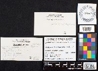 Gomphidius glutinosus image