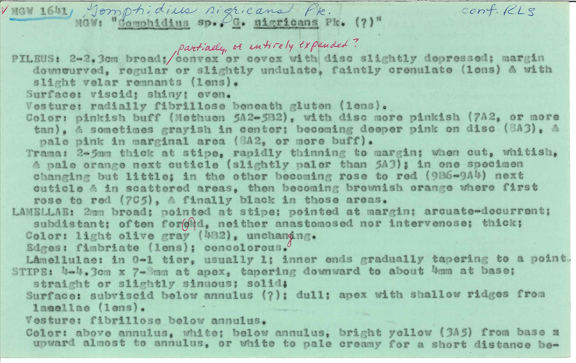 Gomphidius nigricans image