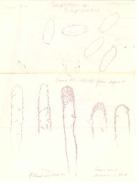 Gomphidius nigricans image