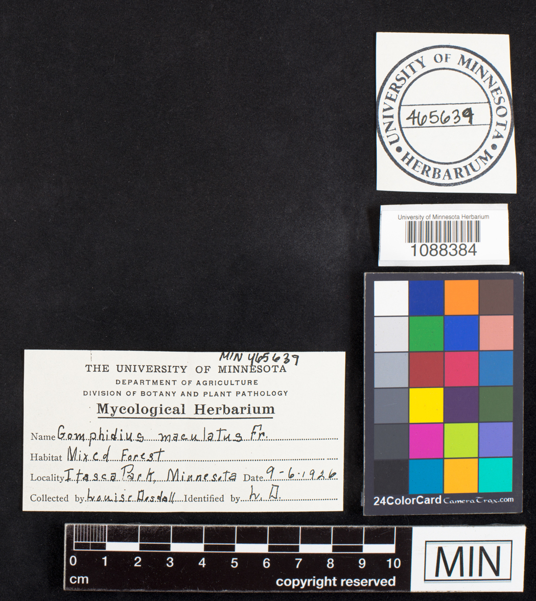 Gomphidius maculatus image